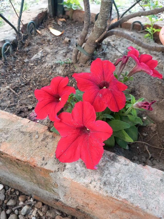 B&B Delle Arti Crema Kültér fotó